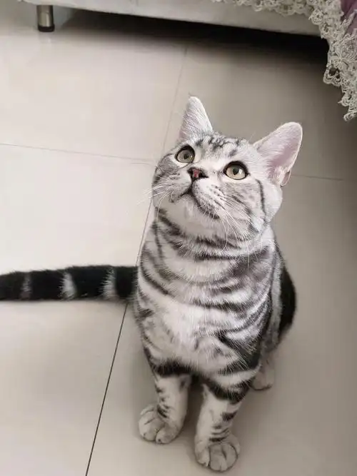 大家觉得我的美短长得漂亮嘛实话实说就好