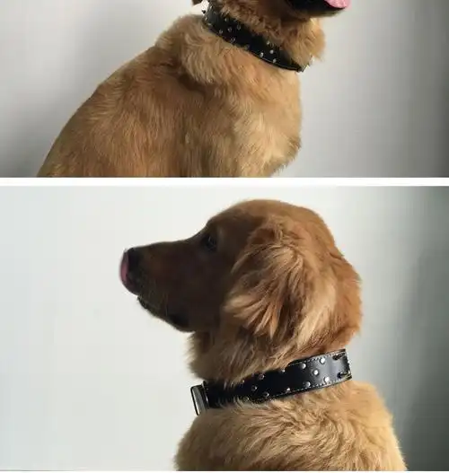 吉仔仔宠物牵引带 新款霸气铆钉狗项圈 斗牛犬真皮脖套