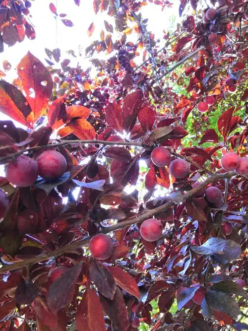 7月下旬紫叶李果实成熟了,味道还可以.