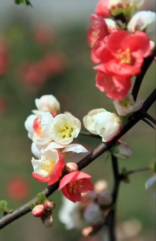 海棠花:应惜未老识花面,一瘦十年黯淡