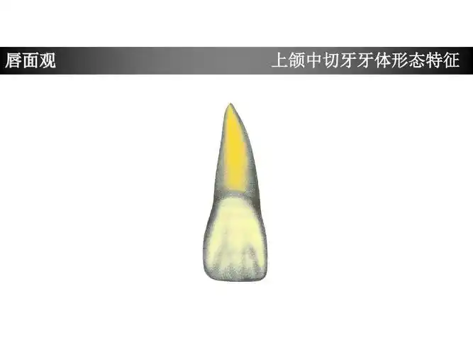 上颌中切牙形态特征简述
