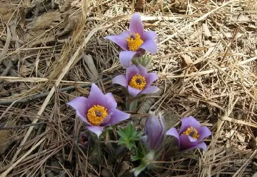白头翁图片 白头翁功效及食用方法