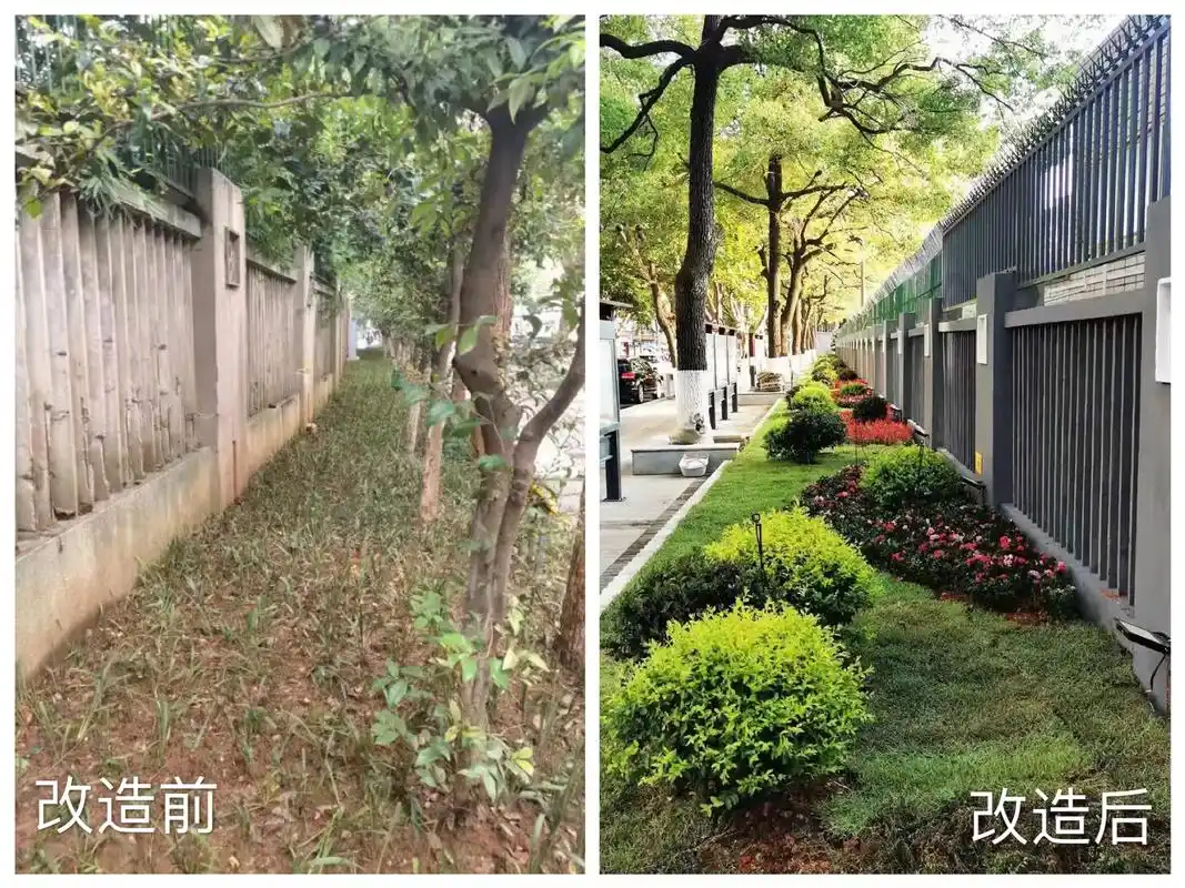 清水塘路沿线绿化改造前后对比.开福区城管局供图