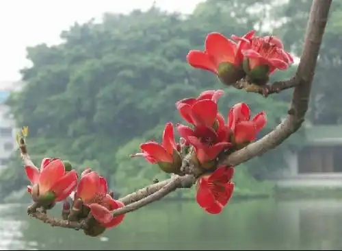 木棉花的花语.