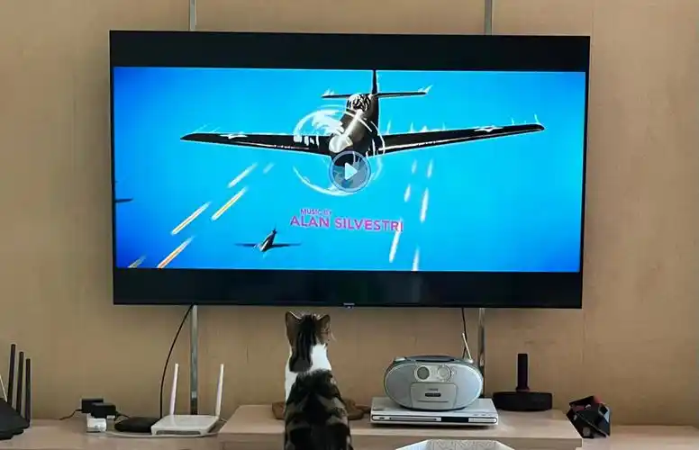 猫看电视