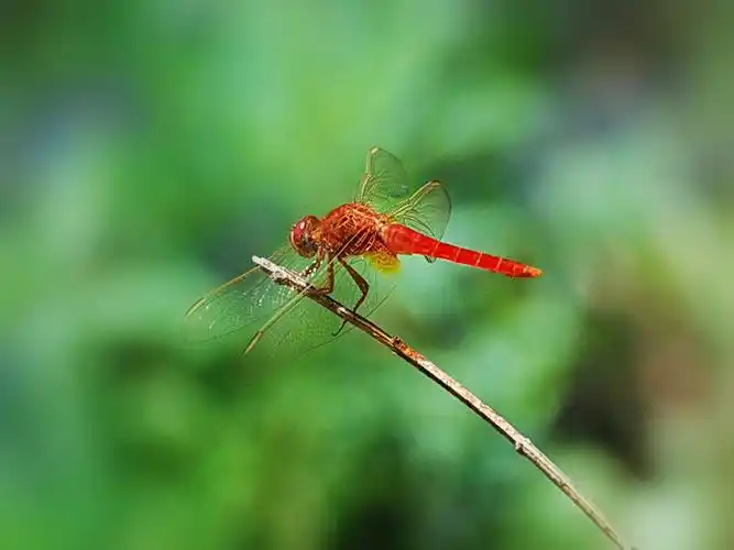 红蜻蜓