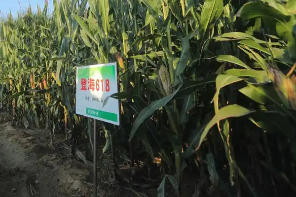山东省玉米育种与栽培技术重点实验室1个,登海种业在创新的道路上越