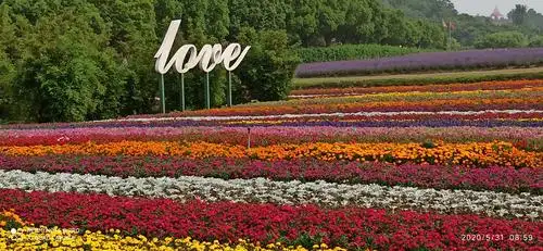 紫色的薰衣草花海一一次浪漫之旅