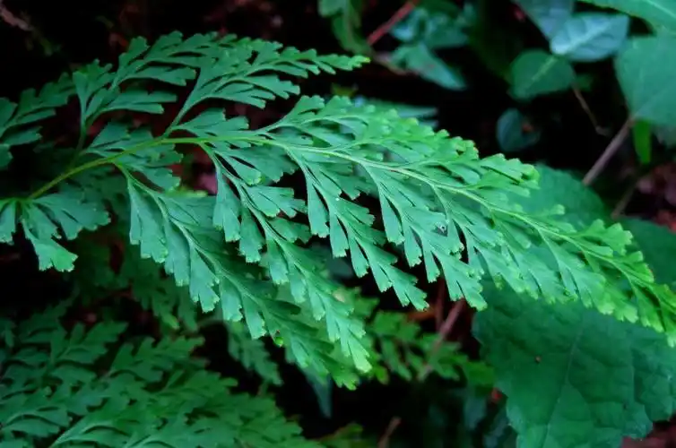 乌蕨可以说是一种可遇不可求的植物,所以就算是一时用不到,人们遇到了