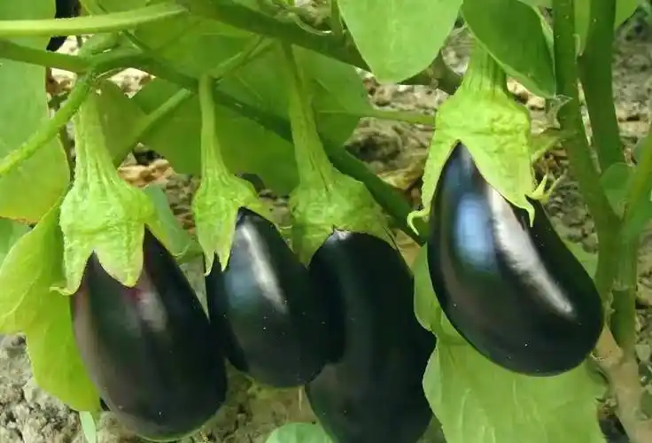 老农六句俚语说得透,茄子个大紫亮品质佳_这是因为_意思_株距