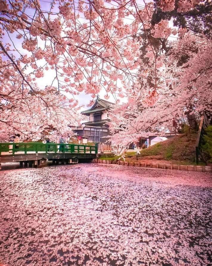 日本樱花陆续绽放,赏樱邮轮之旅何日才能归来?