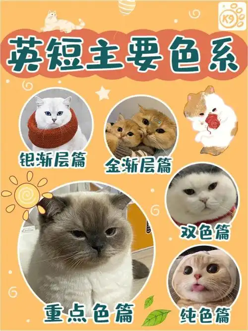 英短颜色大全以及英短繁育历史建议收藏