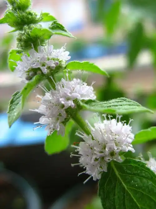 其它 开心园ll原创 薄荷花/七绝 写美篇七绝·题图