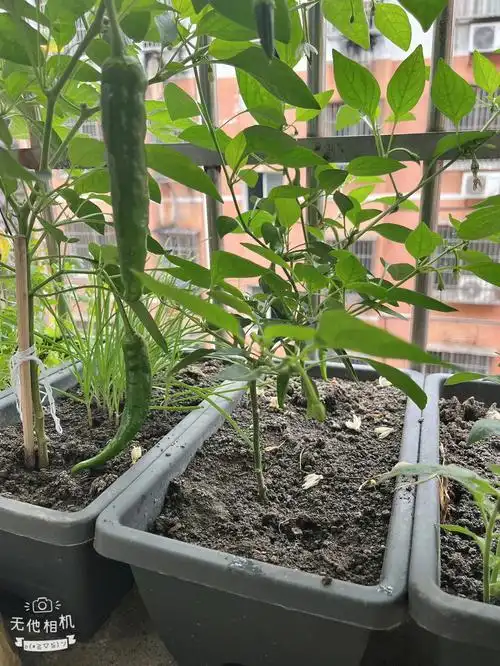 我的辣椒树还是挺建康的.高度还没筷子高挺能结辣椒的哦!