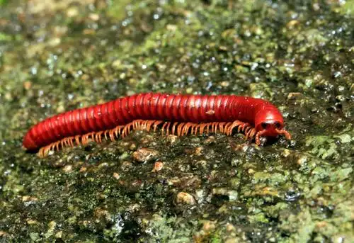 无人,横图,室外,特写,白天,野生动物,印度,红色,摄影,千足虫,卡纳塔克