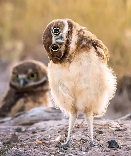 来自猫头鹰的歪头杀想不到森林卫士也会歪头卖萌ω