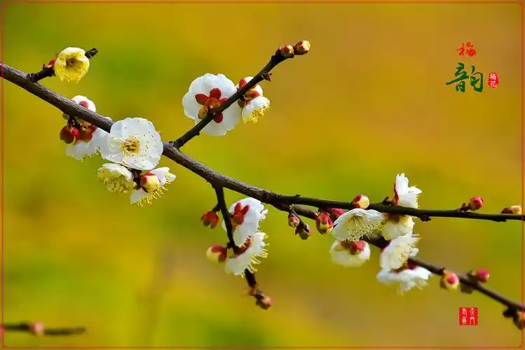 梅花图-"梅韵"