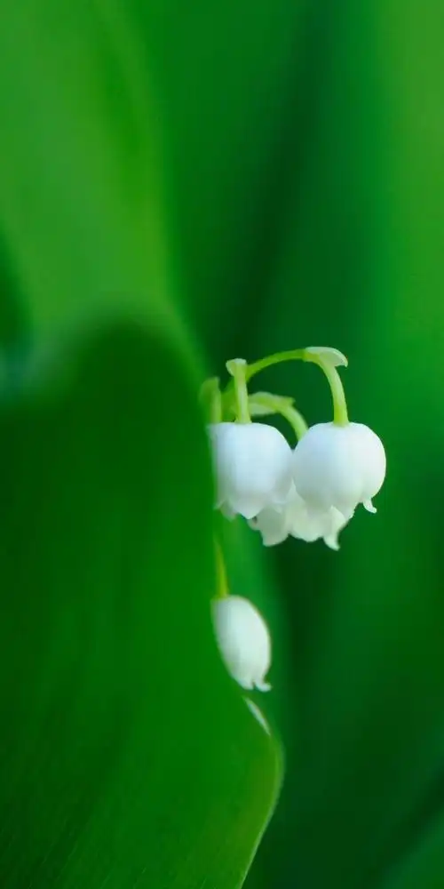 绿色壁纸高清护眼让你的眼睛放松一下