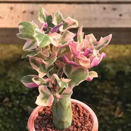 世界杯女足买球(中国)官方网站ios/安卓通用版/手机app