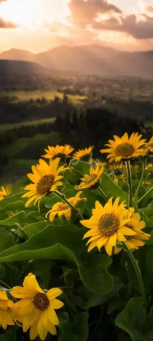意境唯美玫瑰花壁纸(唯美花朵治愈你的内心)(133)