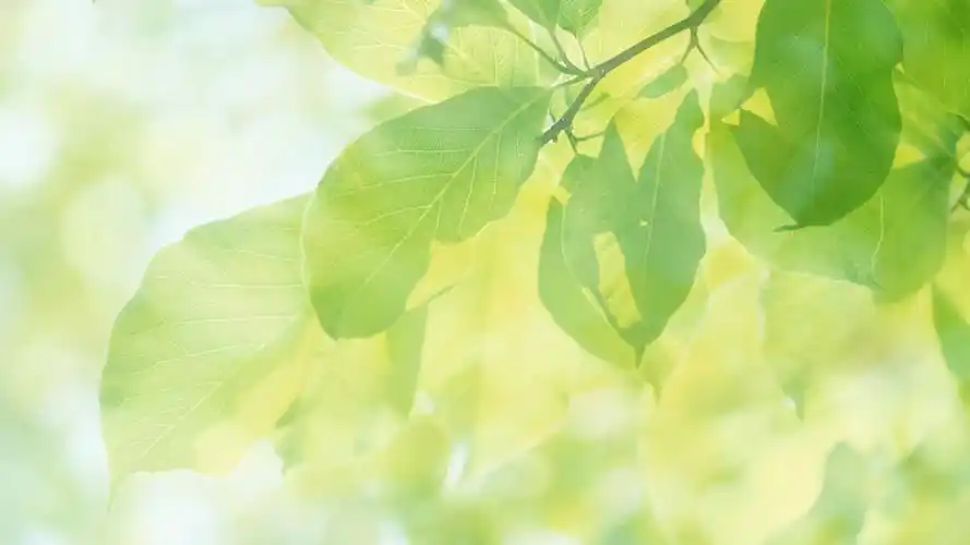 react-motion动画库