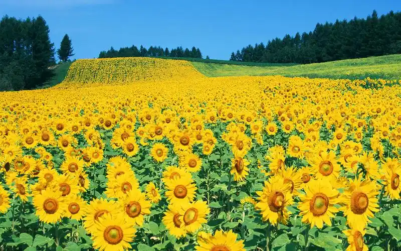 唯美金黄向日葵田唯美高清桌面壁纸高清大图预览1680x1050_风景壁纸下