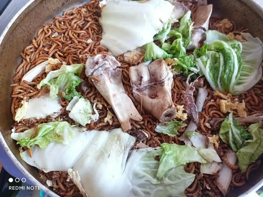 只对初学者说(高手绕过)面包虫: 1-饲养盒要大不要深,温度 - 抖音