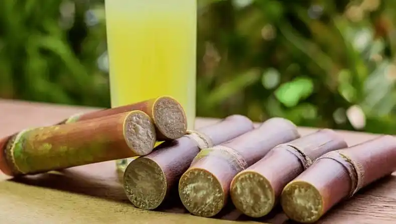 清明蔗毒过蛇为什么现在的甘蔗不能吃