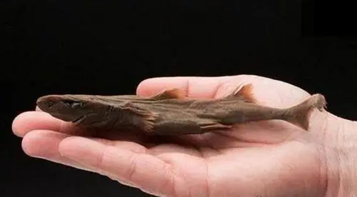 世界上最小的鲨鱼不到30厘米的硬背侏儒鲨还没有人的手掌大