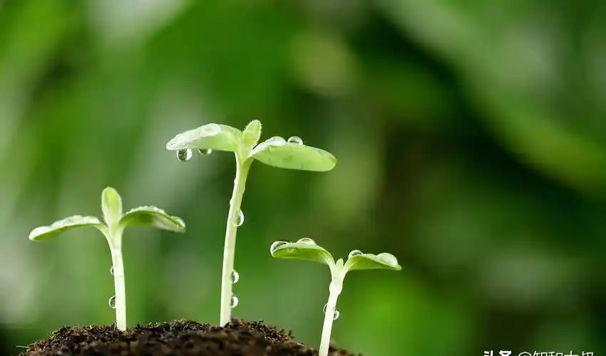 ppt 背景 壁纸 电脑桌面 发芽 绿色 绿色植物 嫩芽 嫩叶 新芽 植物