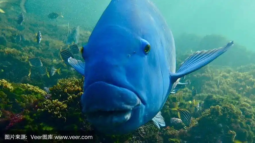 东方蓝石斑鱼(achoerodus viridis),悉尼,澳大利亚