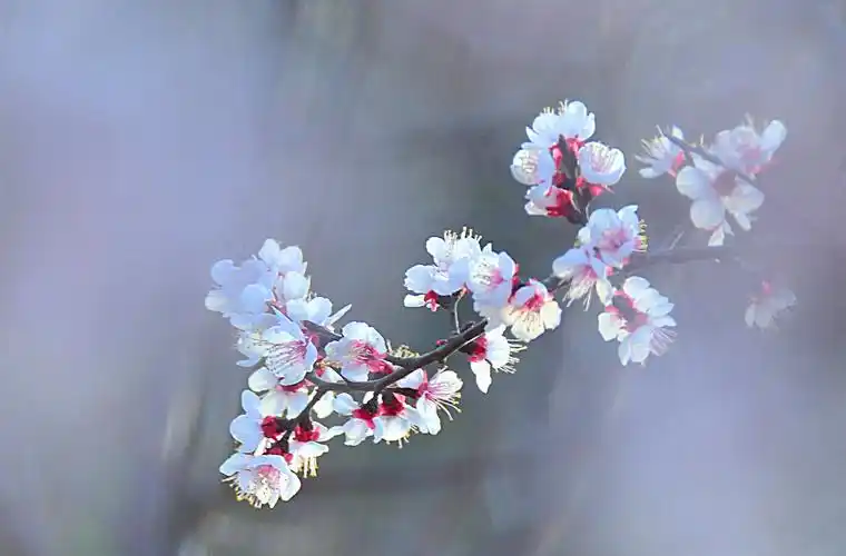 甘德尔山下我的家(第十九季)《最美杏花沟之四.喜鹊登梅》焦长青掠影