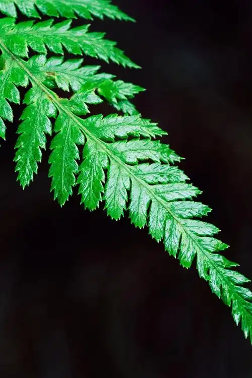 桌布 绿色蕨叶特写 3840x2160 uhd 4k 高清桌布, 图片, 照片