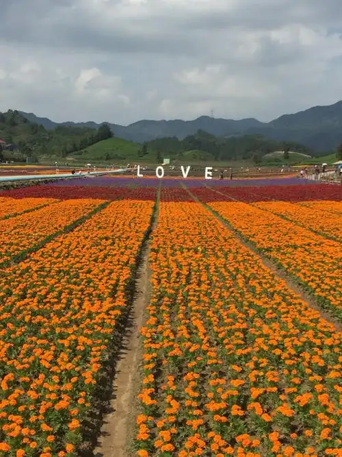 武义花田小镇周末游