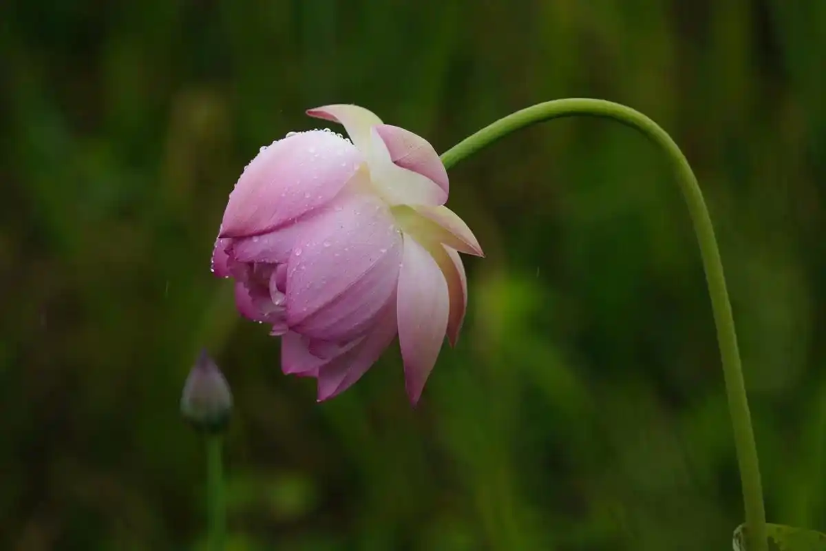我觉得 下雨的天 在家里 不应该整理 雨中荷花的图片 这会让 - 抖音