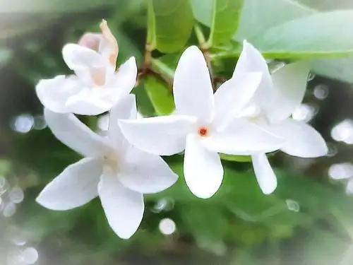 素雅之花,花儿雪白