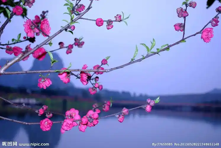 山水桃花摄影图__花草_生物世界_摄影图库_昵图网nipic.com