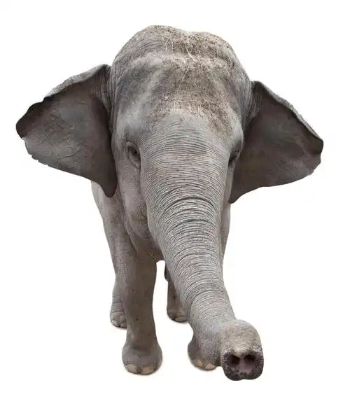亚洲大象,在白色背景上孤立的亚洲大象