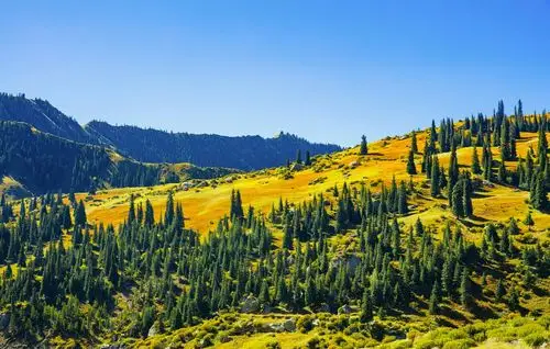 针叶林与高山草甸混交地带