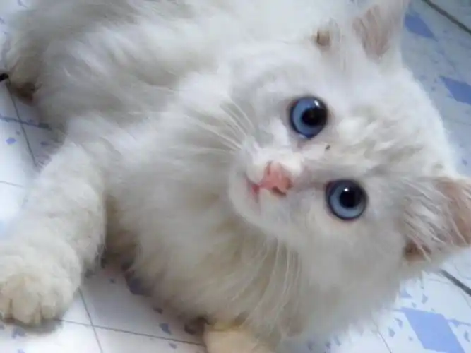 两只眼睛都是蓝色纯白色小猫长毛是什么猫