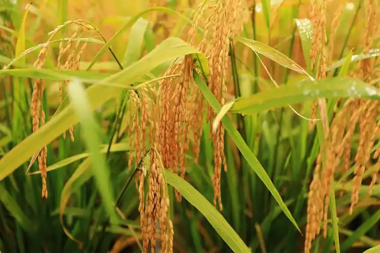 此刻是苗寨丰收的季节.