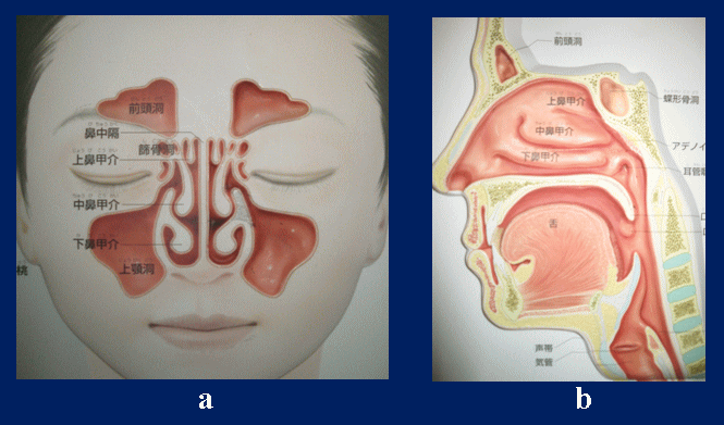 写真:鼻副鼻腔の构造