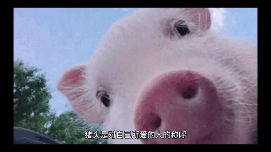 猪头是什么意思呢