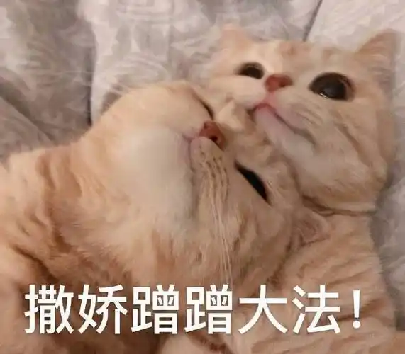 萌宠gif喵星人gif撒娇gif蹭蹭gif搞怪gif逗gif