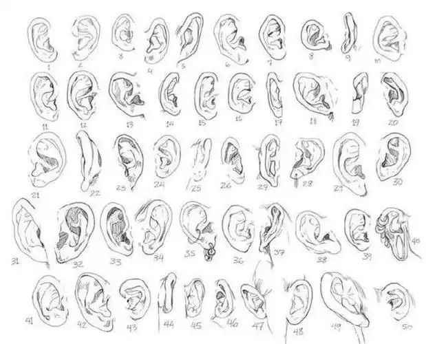 不同星座"耳朵的位置,形状"与"性格"之间有什么关系呢?