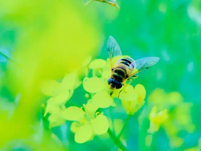 蜜蜂飞舞在油菜花田