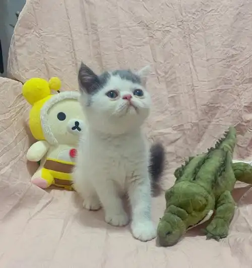 加菲英短混血宝宝找新家啦