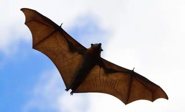世界上最大的蝙蝠有多大?网友:这体型,人类还敢吃吗?