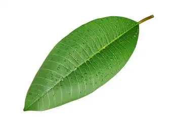 绿色叶子抠图白背景