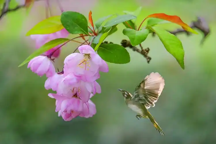 鸟语花香春天美